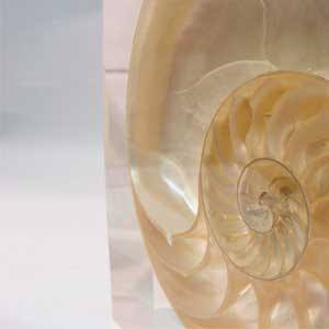 Shell Award Plaque Bespoke Acrylic Awards | Creative Awards London